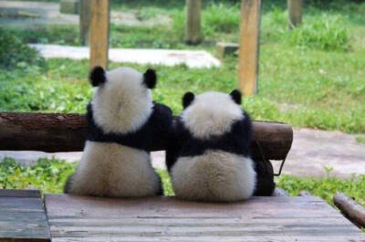 天才小熊猫段子手是谁